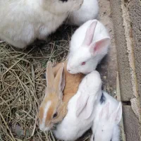 بچه خرگوش|موش و خرگوش|گالیکش, |دیوار