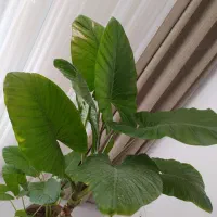 گل بابا آدم|گل و گیاه طبیعی|پیر بکران, |دیوار