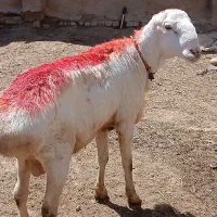 یک راس قوچ چینی