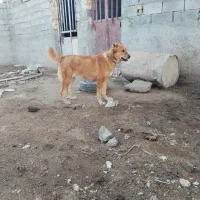 سگ ماده توله داره ولی هنوز زایمان نکرده