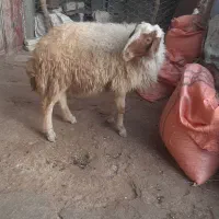 گوسفند|حیوانات مزرعه|کرمانشاه, |دیوار