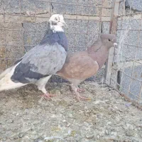 کبوتر پرشی|پرنده|گلپایگان, |دیوار