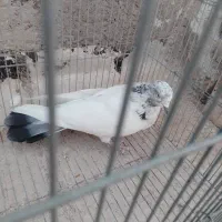 کبوتر  طوقی کله دم سبز شازده عروس هلندی جوجه دستی