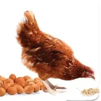 فروش مرغ تخم گذار