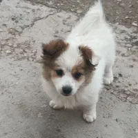 سگ پامر شیتزو