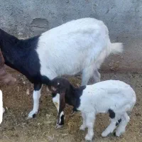 بز نژاد پاکستانی