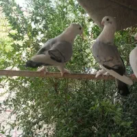 کبوتر بلژیکی بسیار اهلی|پرنده|قم, چهار مردان|دیوار