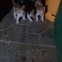 گربه ی گمشده