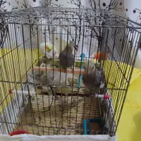 عروس هلندی|پرنده|عجب شیر, |دیوار