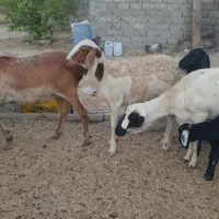 بره گوسفند میش برشن ماده