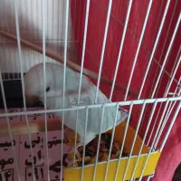 دو عدد|پرنده|ماهدشت, |دیوار