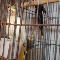 جفت عروس هلندی