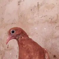 جوجه زرد کرمان