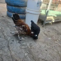 مرغ و خروس و نیمچه|حیوانات مزرعه|خمینیشهر, |دیوار