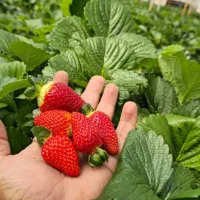 نشای توت فرنگی رقم آلبیون  F1 روز خنثی، پر بار