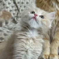 بچه گربه بریتیش لانگ هیر(موبلند)