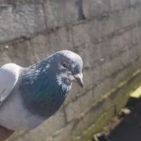 کبوتر پرشی|پرنده|رودسر, |دیوار