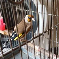 سهره|پرنده|تهران, انبار نفت|دیوار