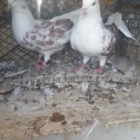 کفتر|پرنده|آق قلا, |دیوار