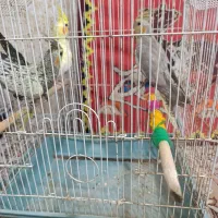 جوجه عروس هلندی