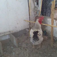 مرغ وخروس فروشی|پرنده|مود, |دیوار