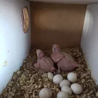 جوجه عروس هلندی