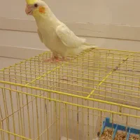 طوطی عروس|پرنده|رشت, بازار|دیوار