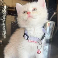 بچه گربه بریتیش نر شورت هیر