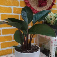 گلخانه نیلوفر آبی