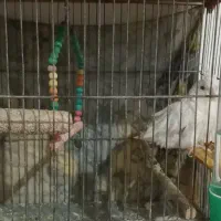 عروس هلندی|پرنده|نیشابور, شهید بهشتی|دیوار