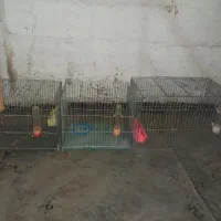 سه عدد قفس پرنده با لوازم سالم نو نو