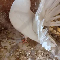 کبوتر جکسون نر و جوجه دم چتری|پرنده|پاکدشت, پاکدشت (مامازند)|دیوار