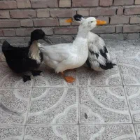 فروش اردک
