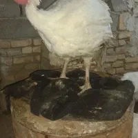 بوقلمون گوشتی