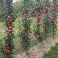 نهال سیب پایه کوتاه کشت بافت m9/m6