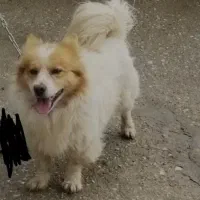 سگ پامر
