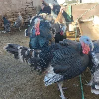 بوقلمون نر و ماده