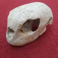 کلکسیون دریایی