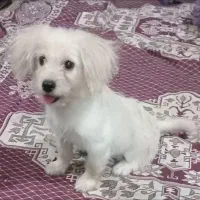 گم شده|حیوانات|بندر گناوه, |دیوار