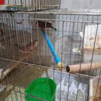 3جفت فنج با3قفس وتمام وسایل یکجاوهم جفت تکی|پرنده|پاکدشت, پاکدشت (مامازند)|دیوار