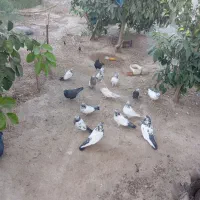 کفتر|پرنده|سیرجان, |دیوار