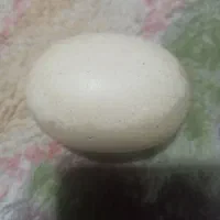 سگ تخم مرغی