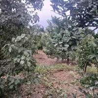 باغ مرکبات