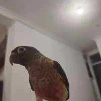 گرینچیک فول رام سخنگو