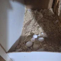 عروس هلندی|پرنده|اهواز, کیانپارس |دیوار