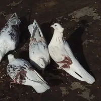 کفتر پشتدار و سرور