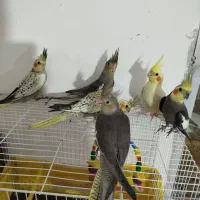 عروس هلندی|پرنده|زاوه, |دیوار