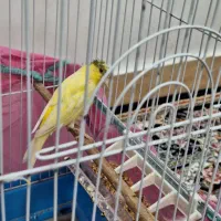 قناری ماده سالم|پرنده|رشت, عینک|دیوار