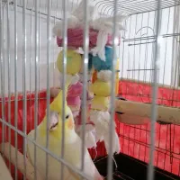 عروس هلندی لوتینو|پرنده|شیراز, کوشک میدان|دیوار