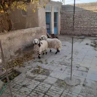 بره محلی|حیوانات مزرعه|زرند, |دیوار